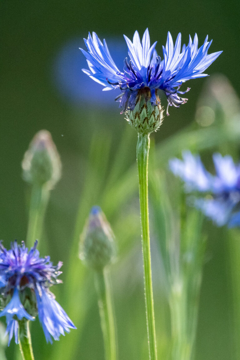 Purple Flowers