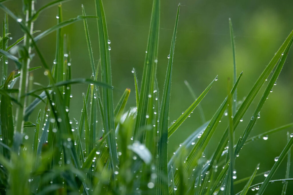 Blades of grass with water droplets