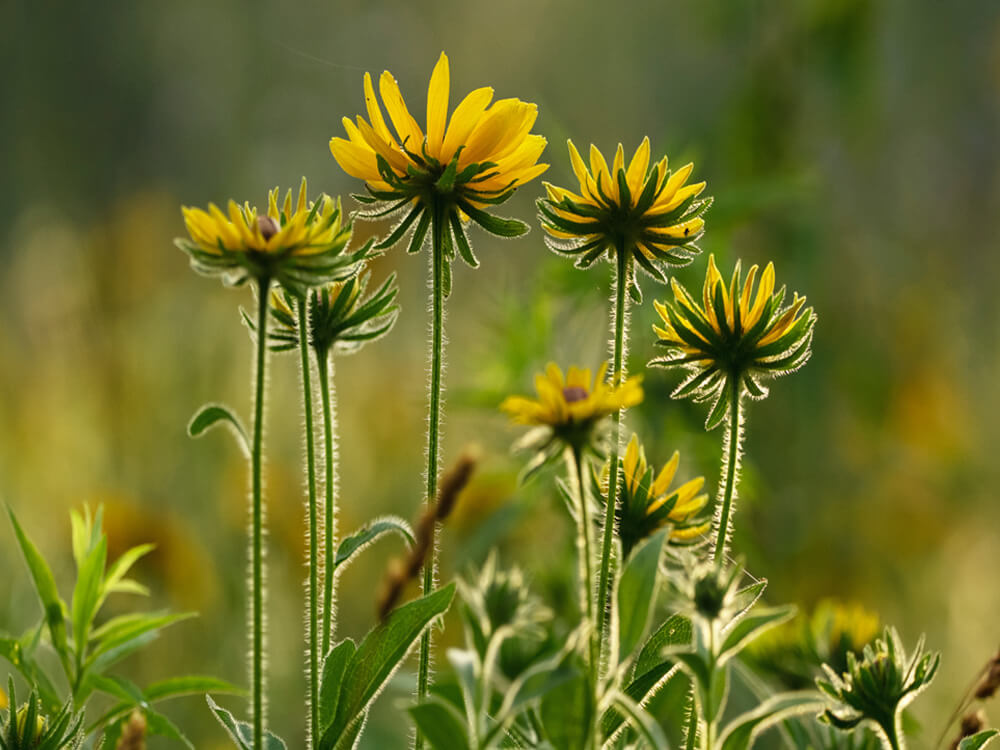 Yellow Flowers